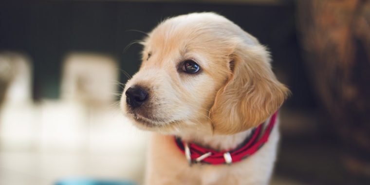 pet health insurance Spokane WA