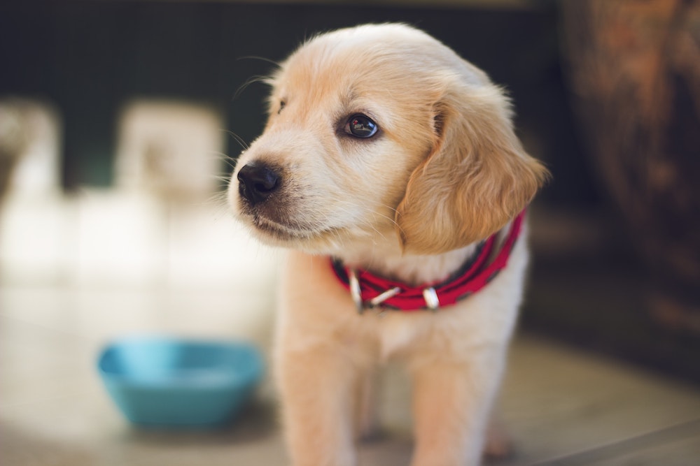 pet health insurance Spokane WA