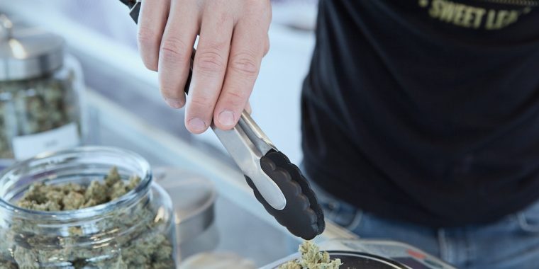 cannabis insurance